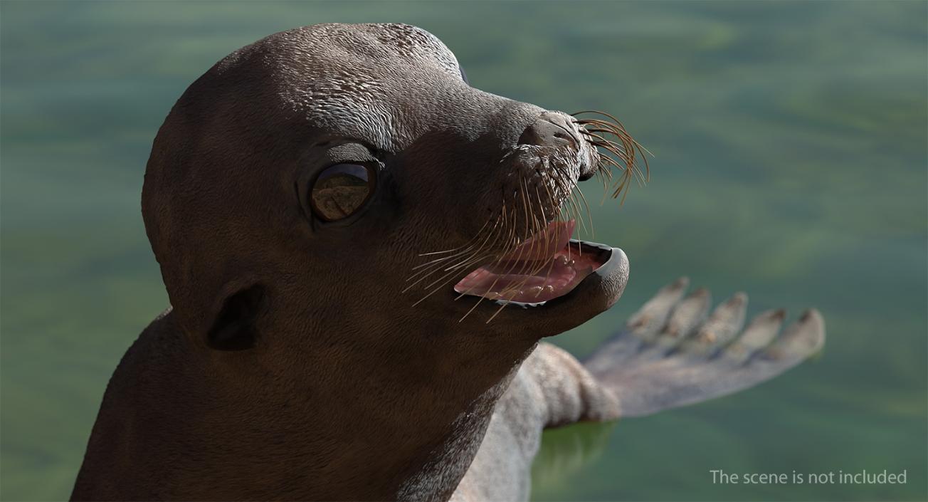 3D Wet Sea Lion Swimming Pose