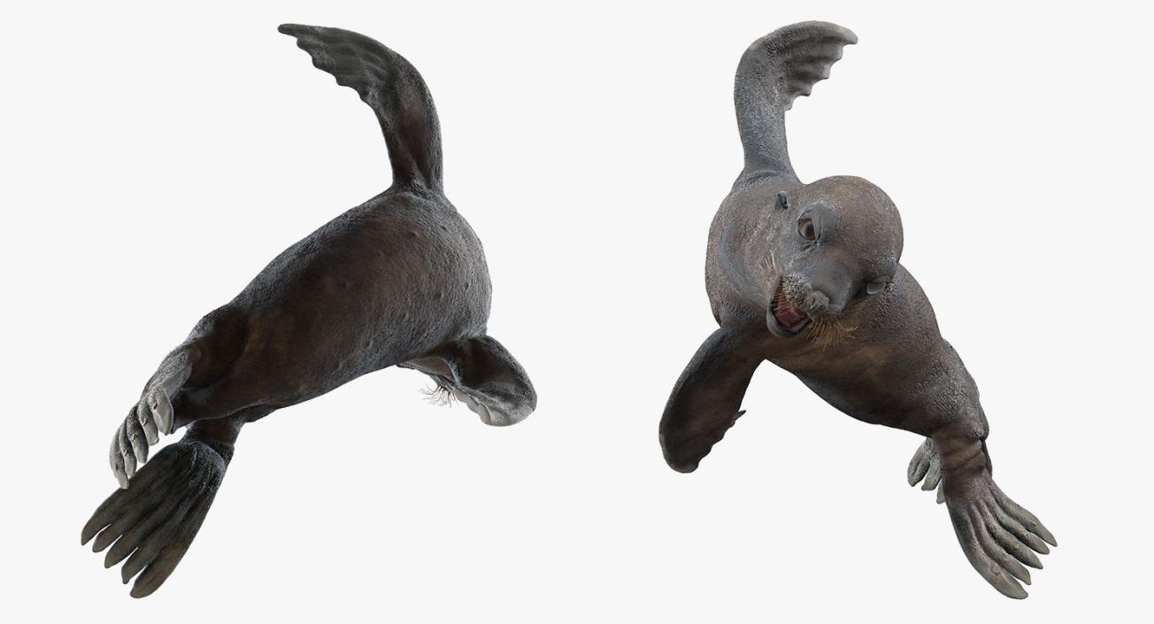 3D Wet Sea Lion Swimming Pose