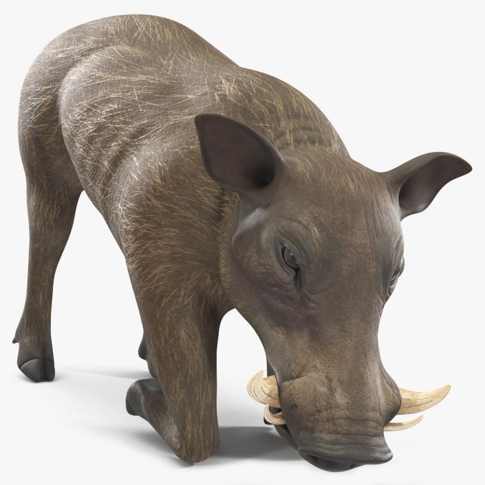 3D African Wild Boar Kneeling Pose 2 model