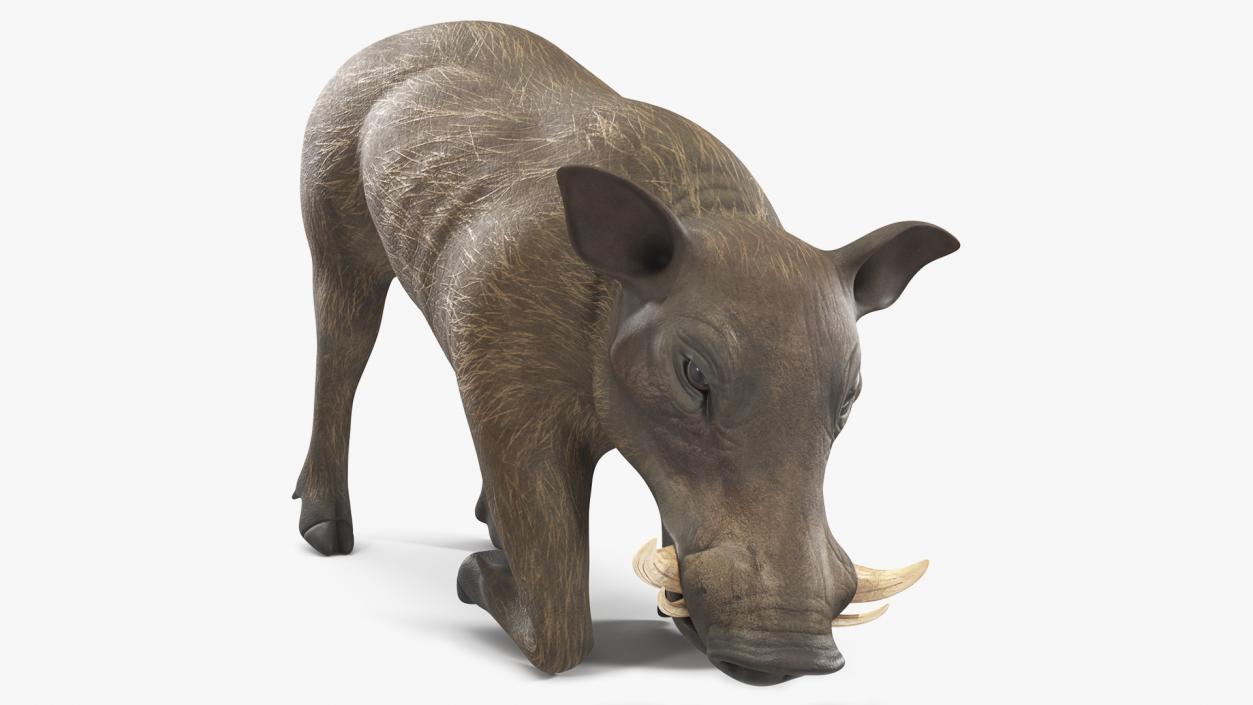 3D African Wild Boar Kneeling Pose 2 model