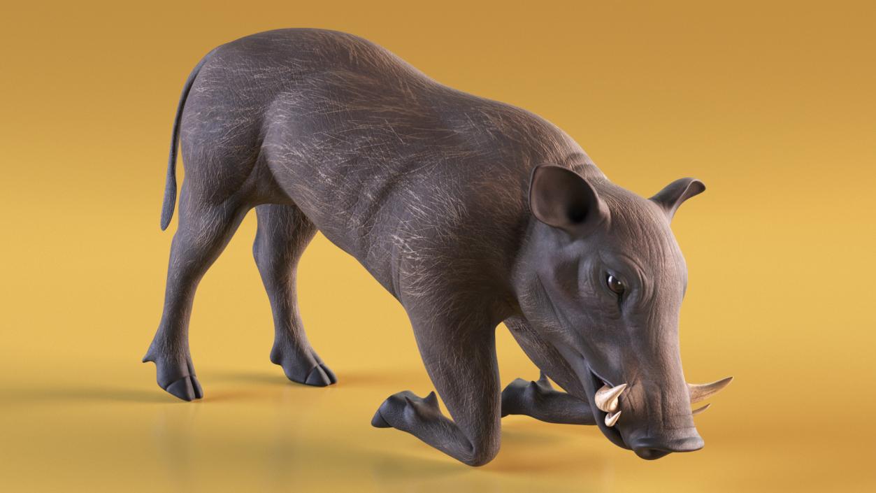 3D African Wild Boar Kneeling Pose 2 model