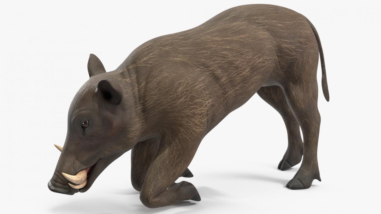 3D African Wild Boar Kneeling Pose 2 model