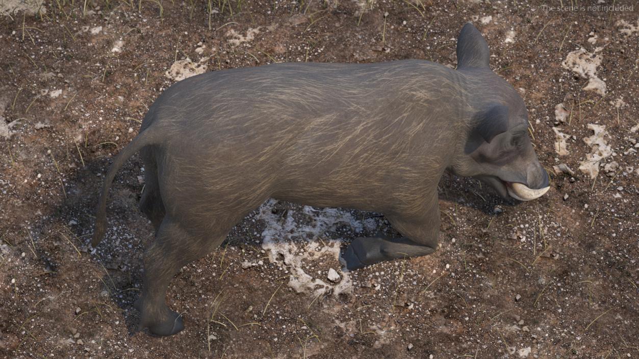 3D African Wild Boar Kneeling Pose 2 model