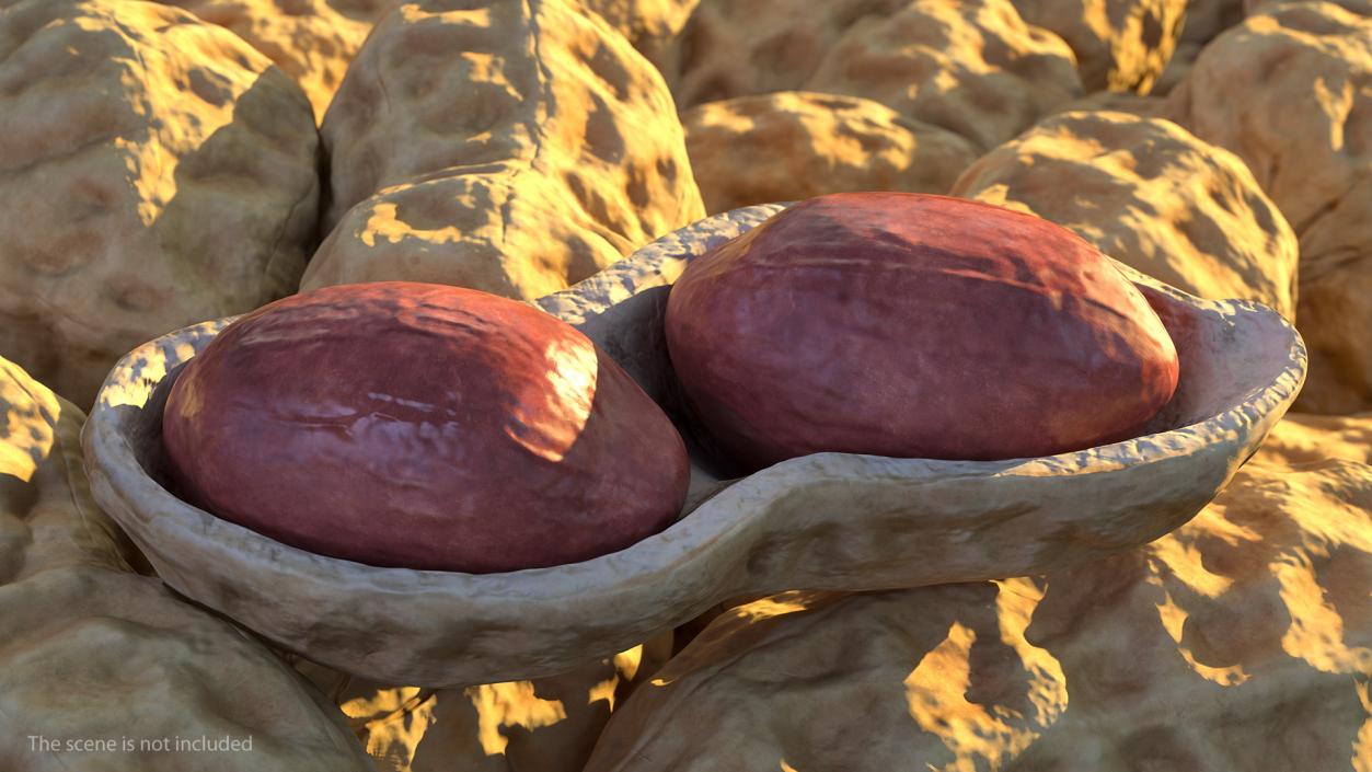 3D model Peeled Peanuts with Shell