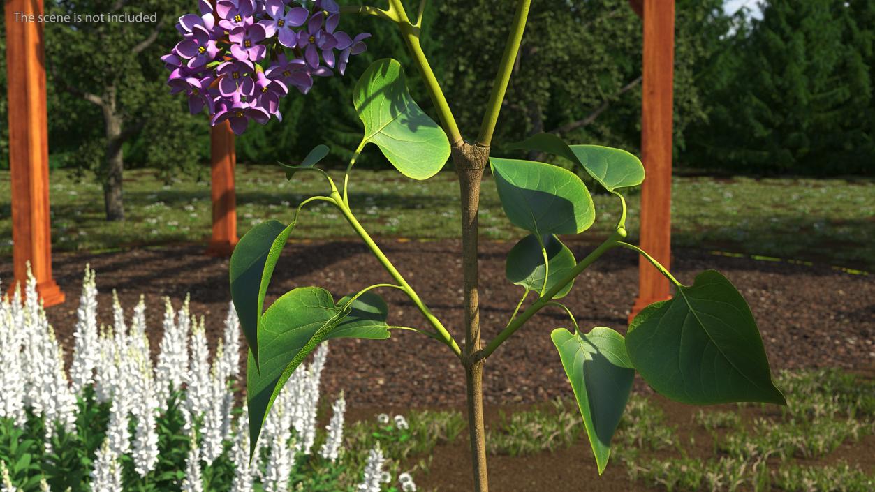 Lilac Branch 3D