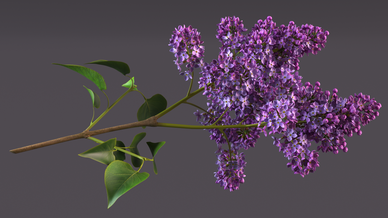 Lilac Branch 3D