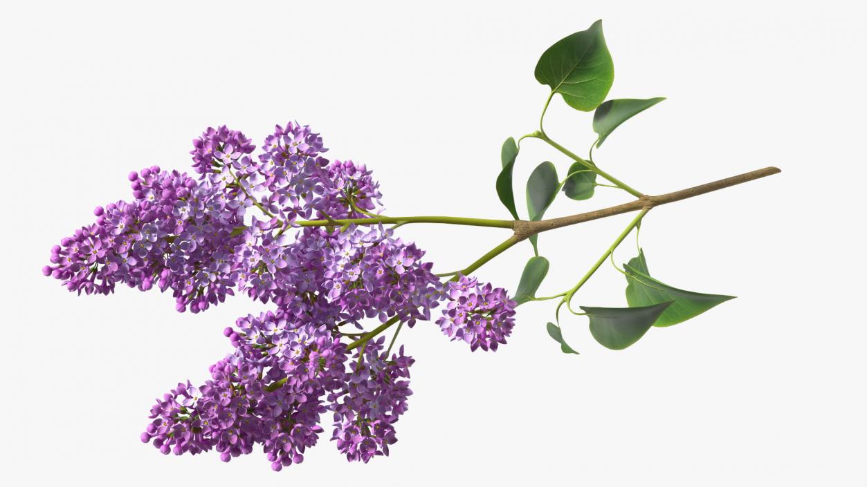 Lilac Branch 3D