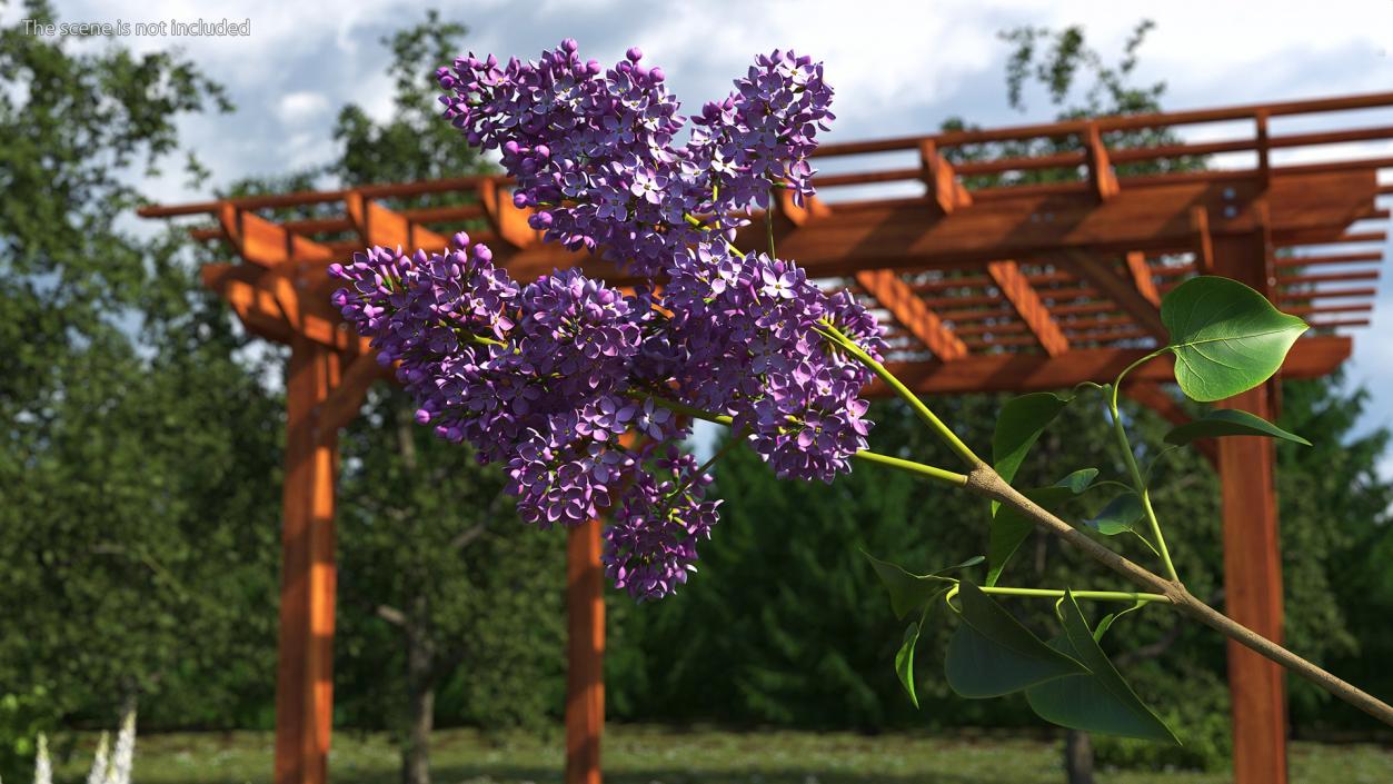 Lilac Branch 3D