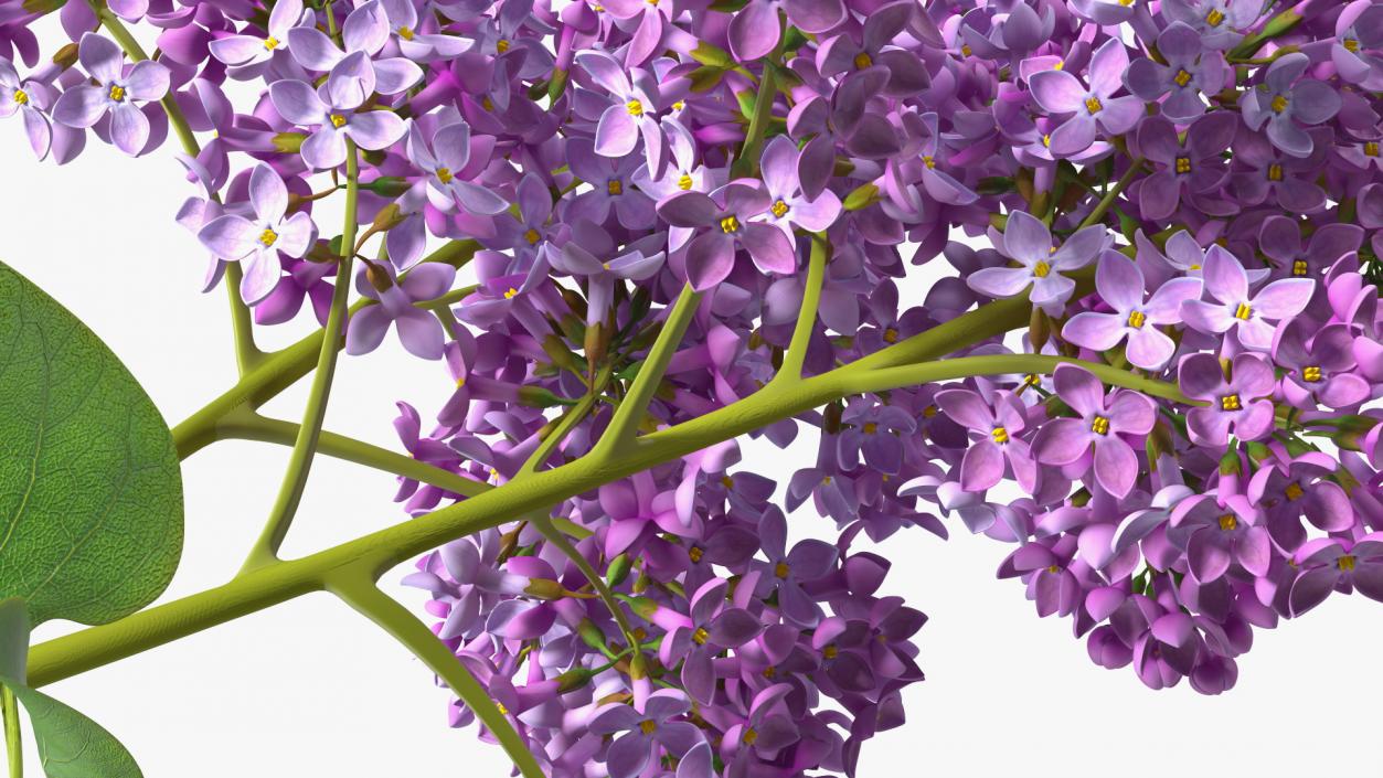 Lilac Branch 3D