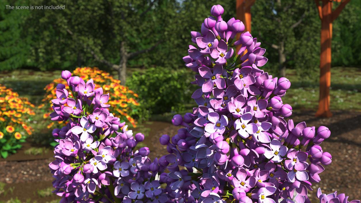 Lilac Branch 3D