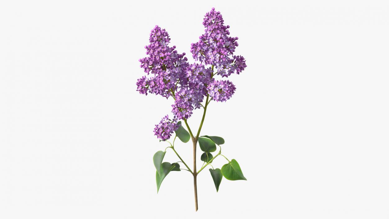 Lilac Branch 3D