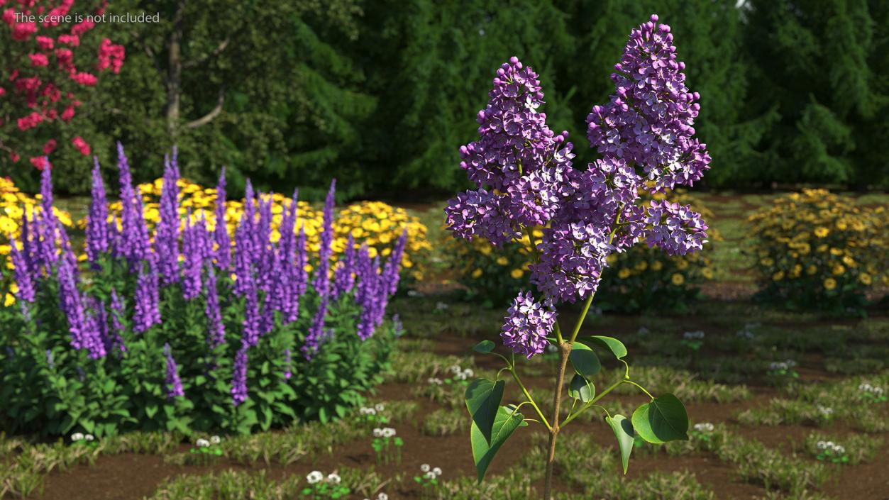 Lilac Branch 3D