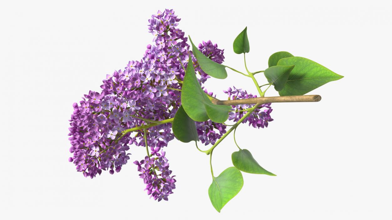 Lilac Branch 3D