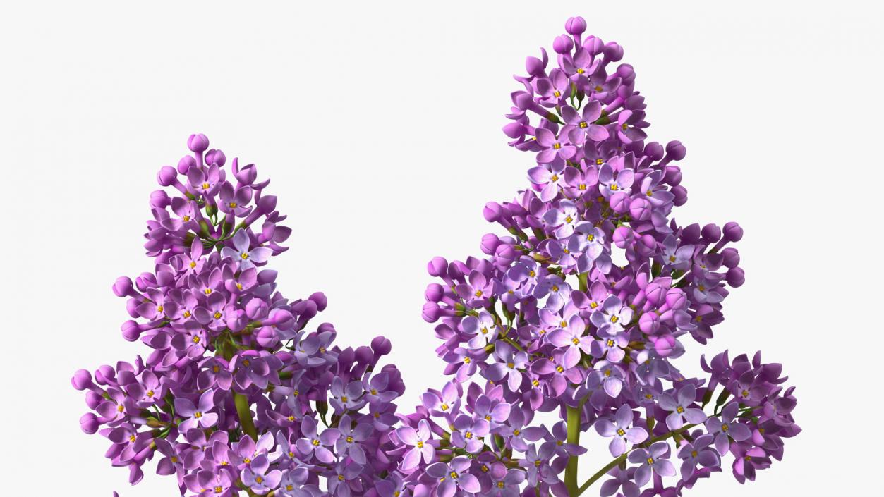 Lilac Branch 3D