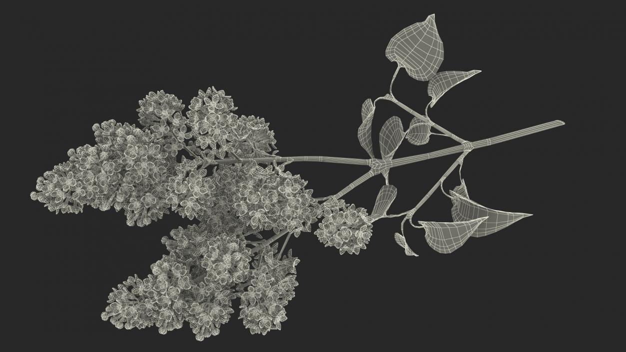 Lilac Branch 3D