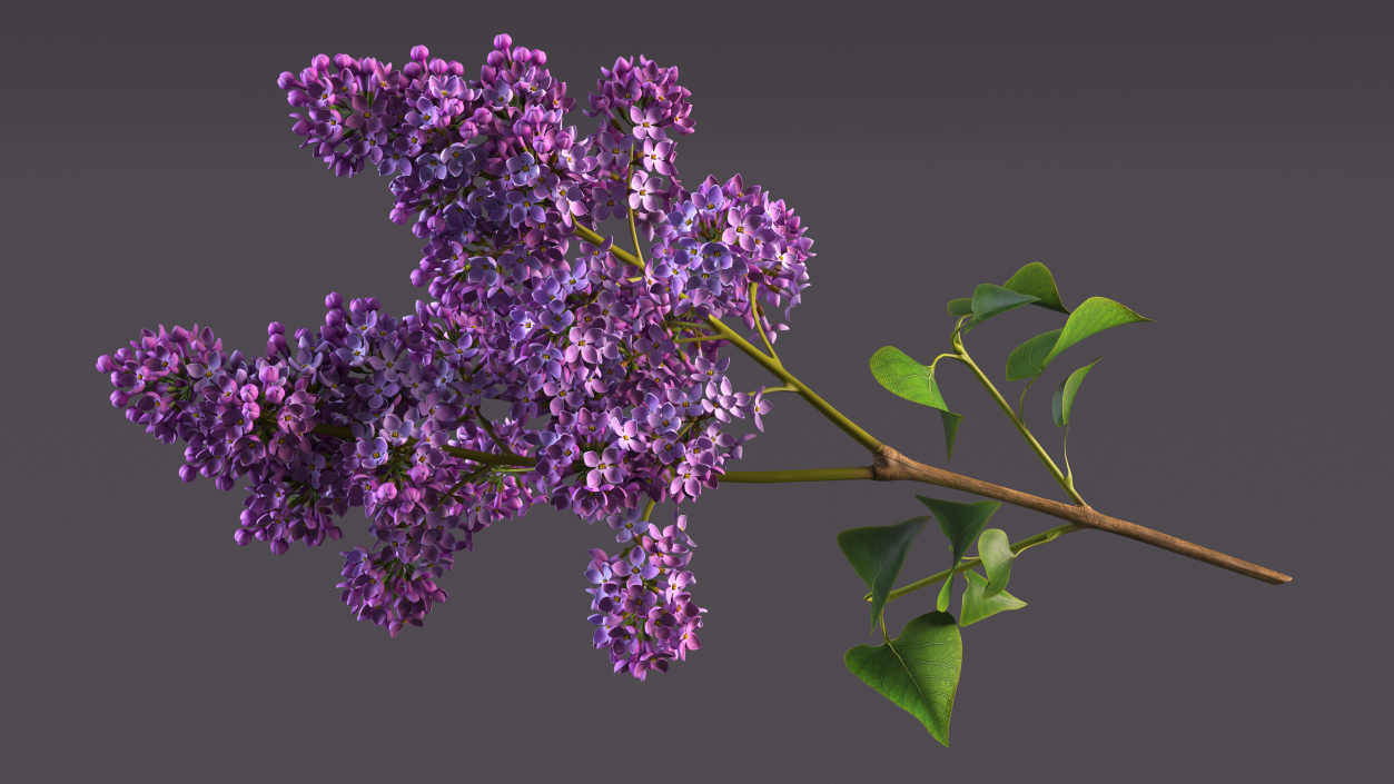 Lilac Branch 3D