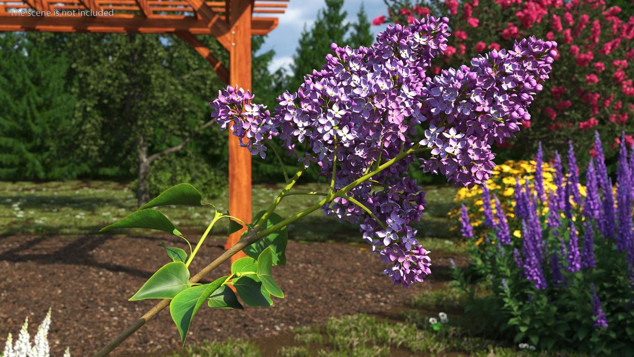 Lilac Branch 3D