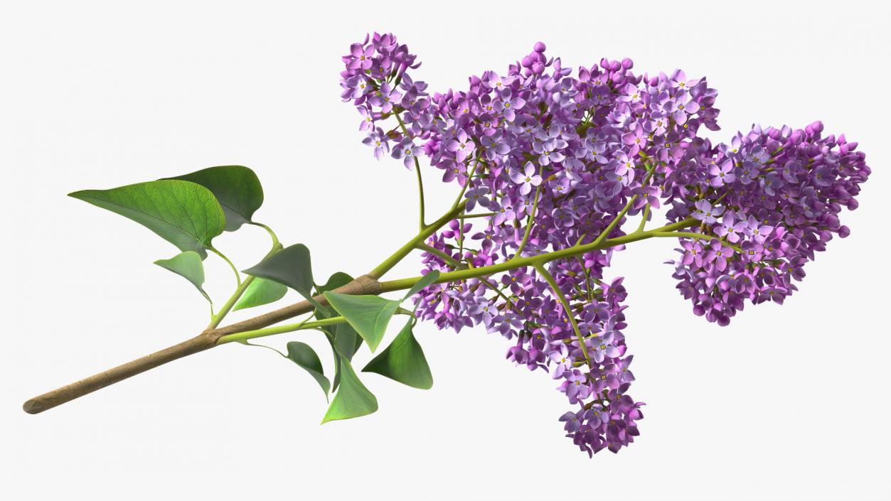 Lilac Branch 3D