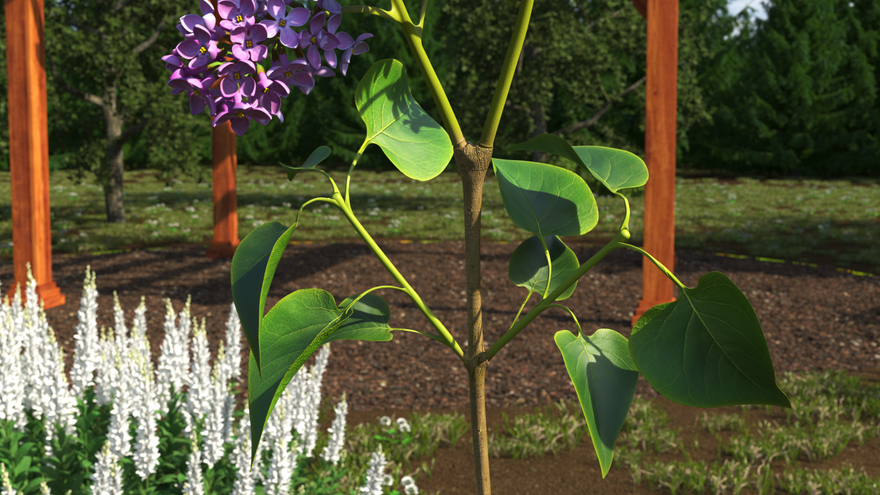 Lilac Branch 3D