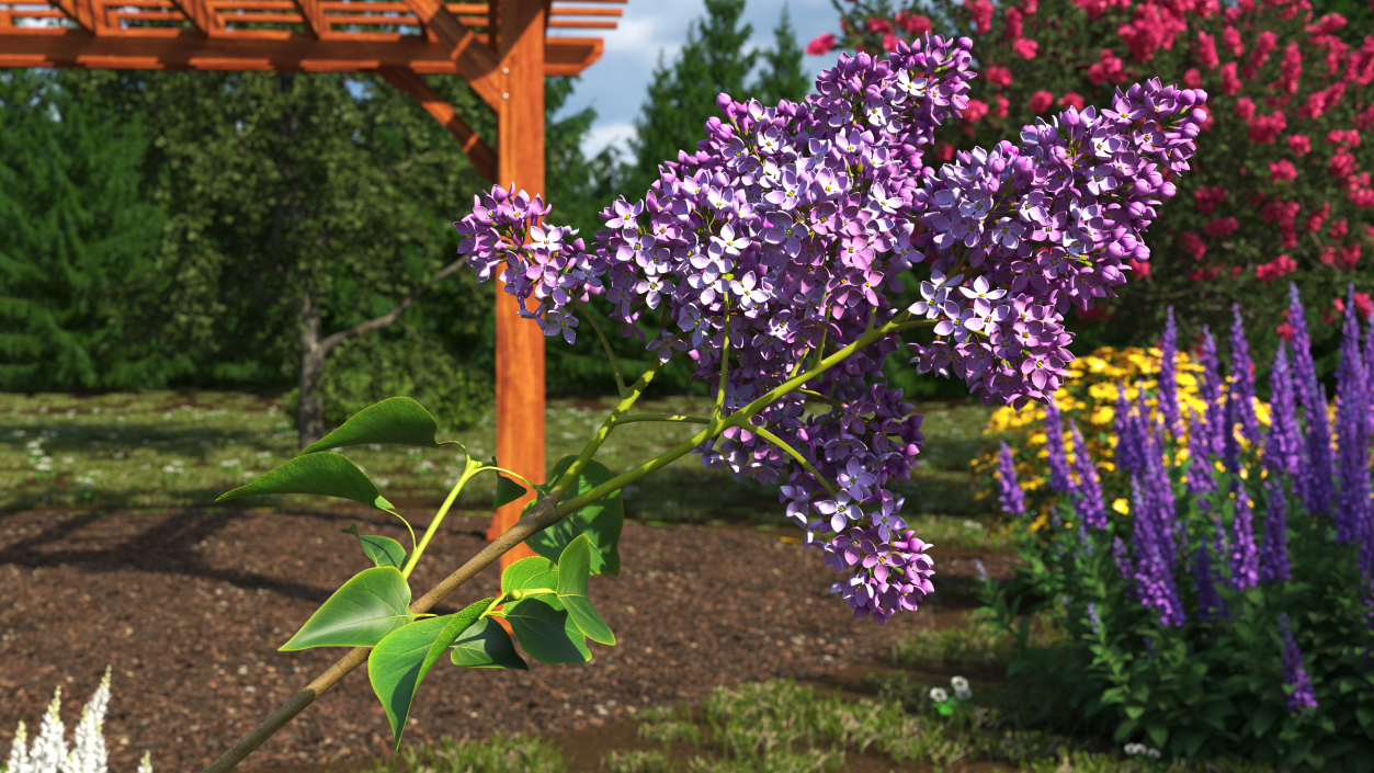 Lilac Branch 3D