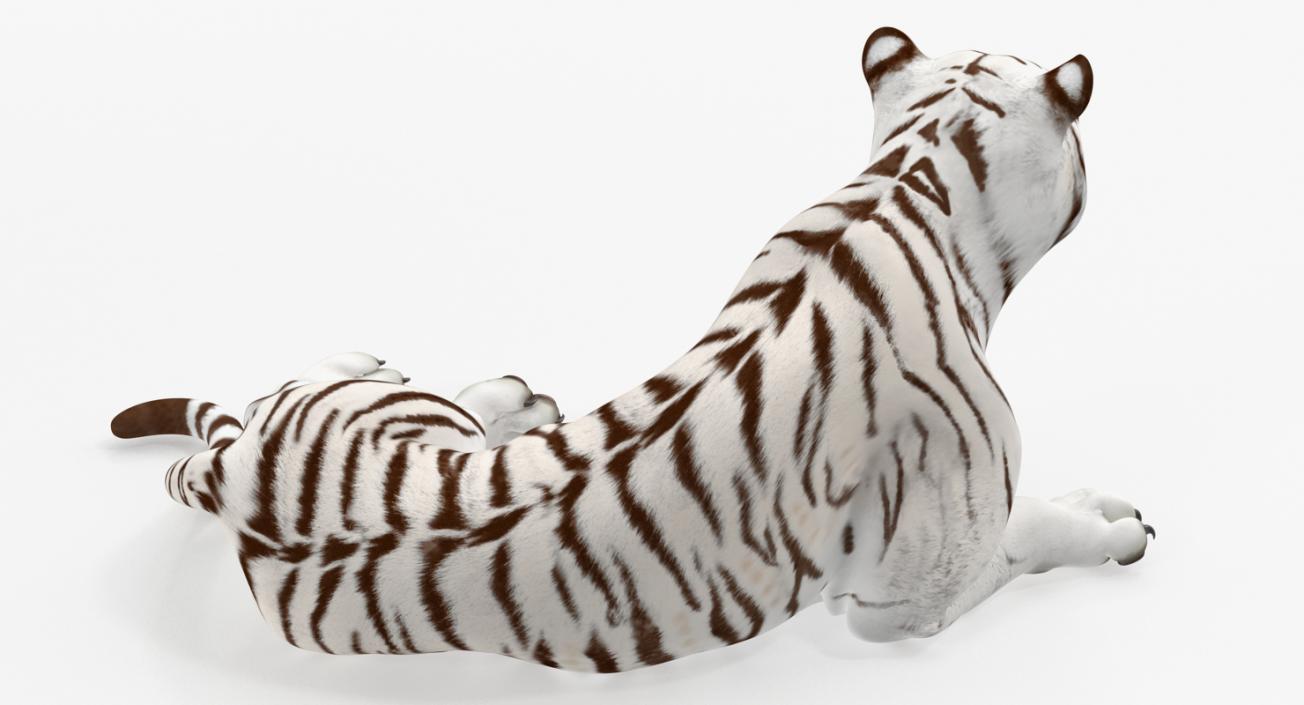 Circus Traveling Wagon with White Tiger 3D model