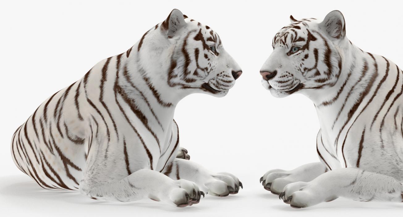 Circus Traveling Wagon with White Tiger 3D model