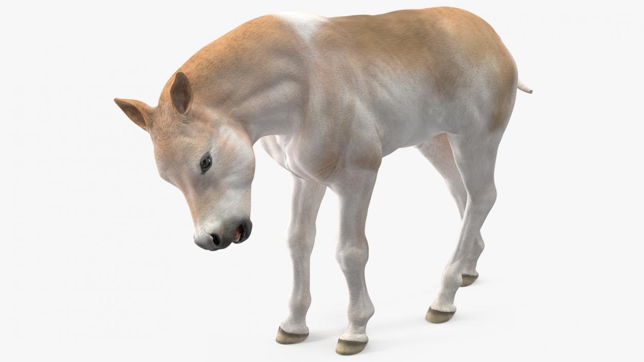 Realistic Shetland Pony Rigged for Maya 3D model