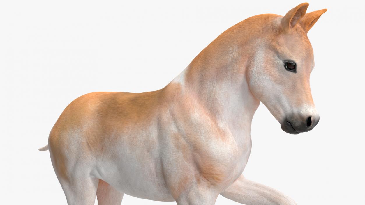 Realistic Shetland Pony Rigged for Maya 3D model