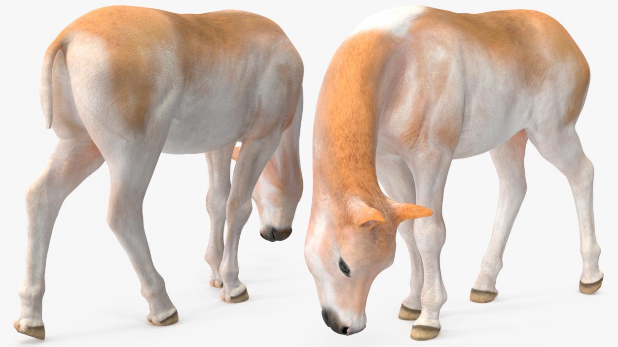 Realistic Shetland Pony Rigged for Maya 3D model