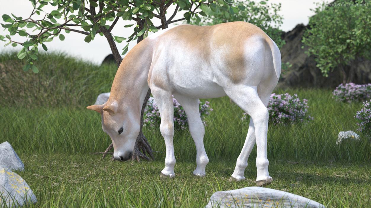 Realistic Shetland Pony Rigged for Maya 3D model