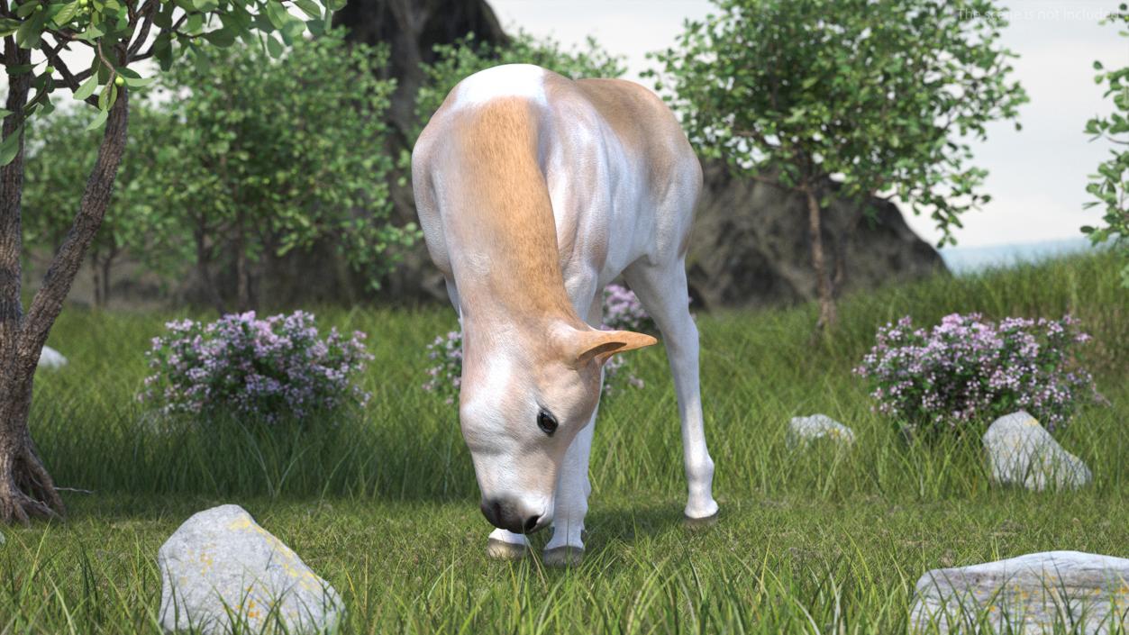 Realistic Shetland Pony Rigged for Maya 3D model