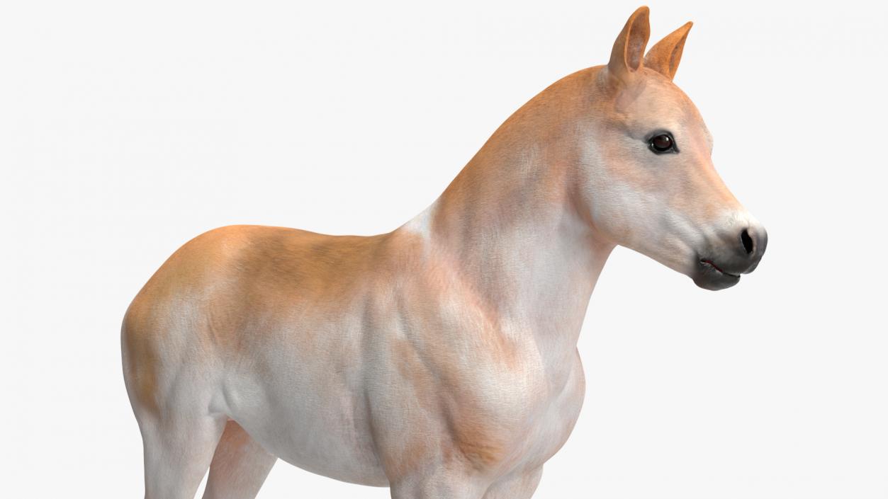 Realistic Shetland Pony Rigged for Maya 3D model