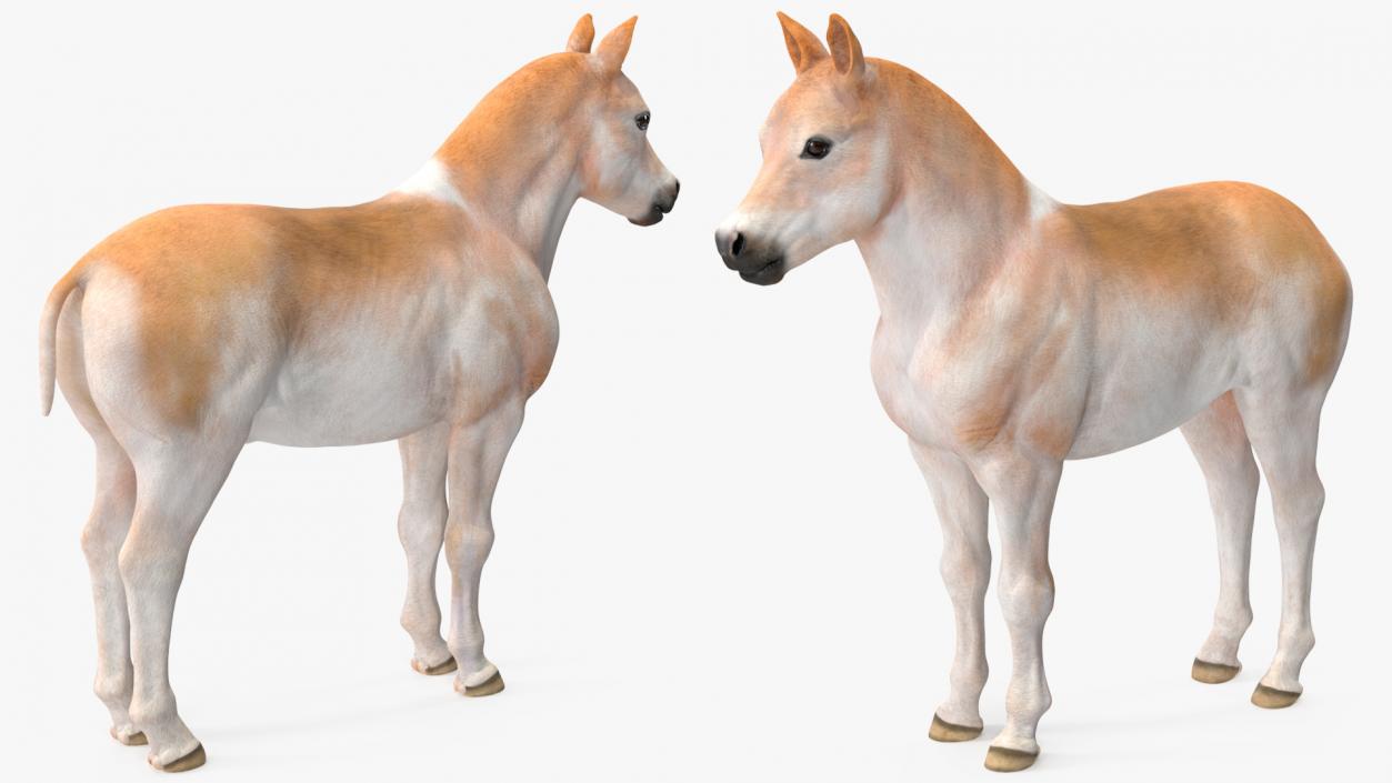 Realistic Shetland Pony Rigged for Maya 3D model