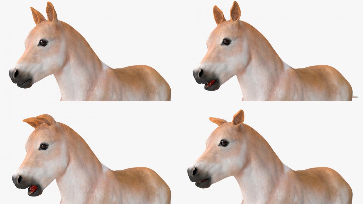 Realistic Shetland Pony Rigged for Maya 3D model