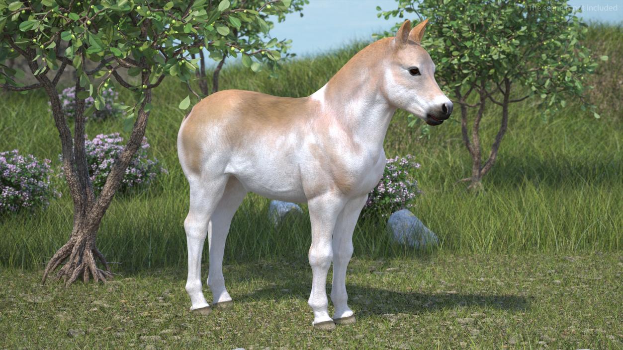 Realistic Shetland Pony Rigged for Maya 3D model