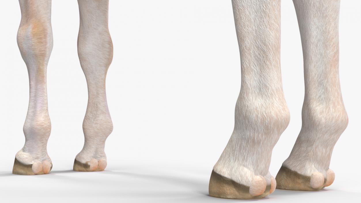 Realistic Shetland Pony Rigged for Maya 3D model