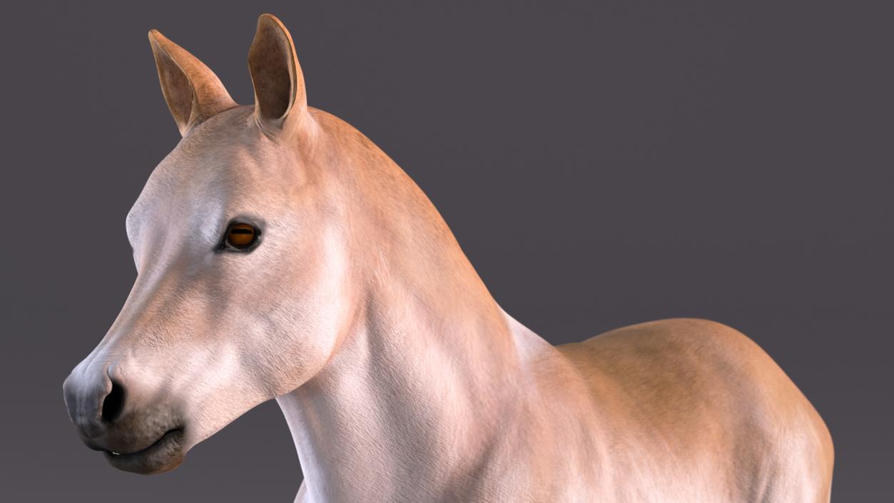 Realistic Shetland Pony Rigged for Maya 3D model