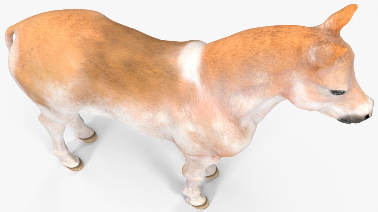 Realistic Shetland Pony Rigged for Maya 3D model