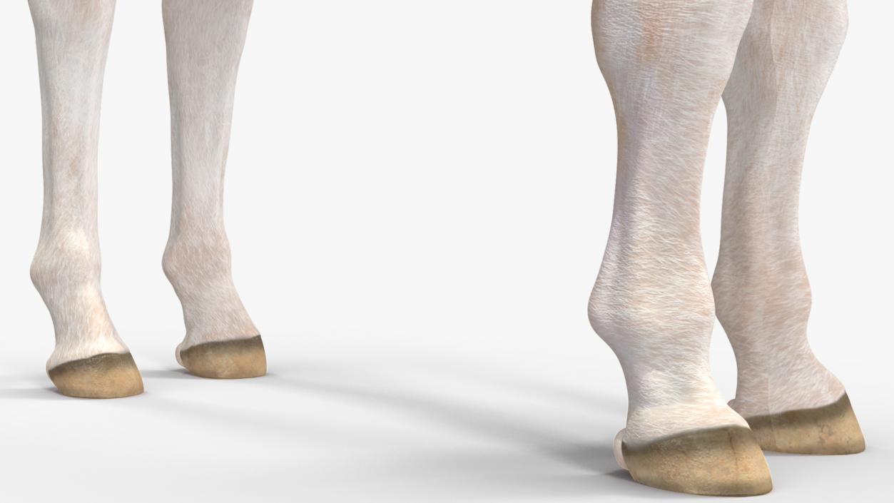 Realistic Shetland Pony Rigged for Maya 3D model