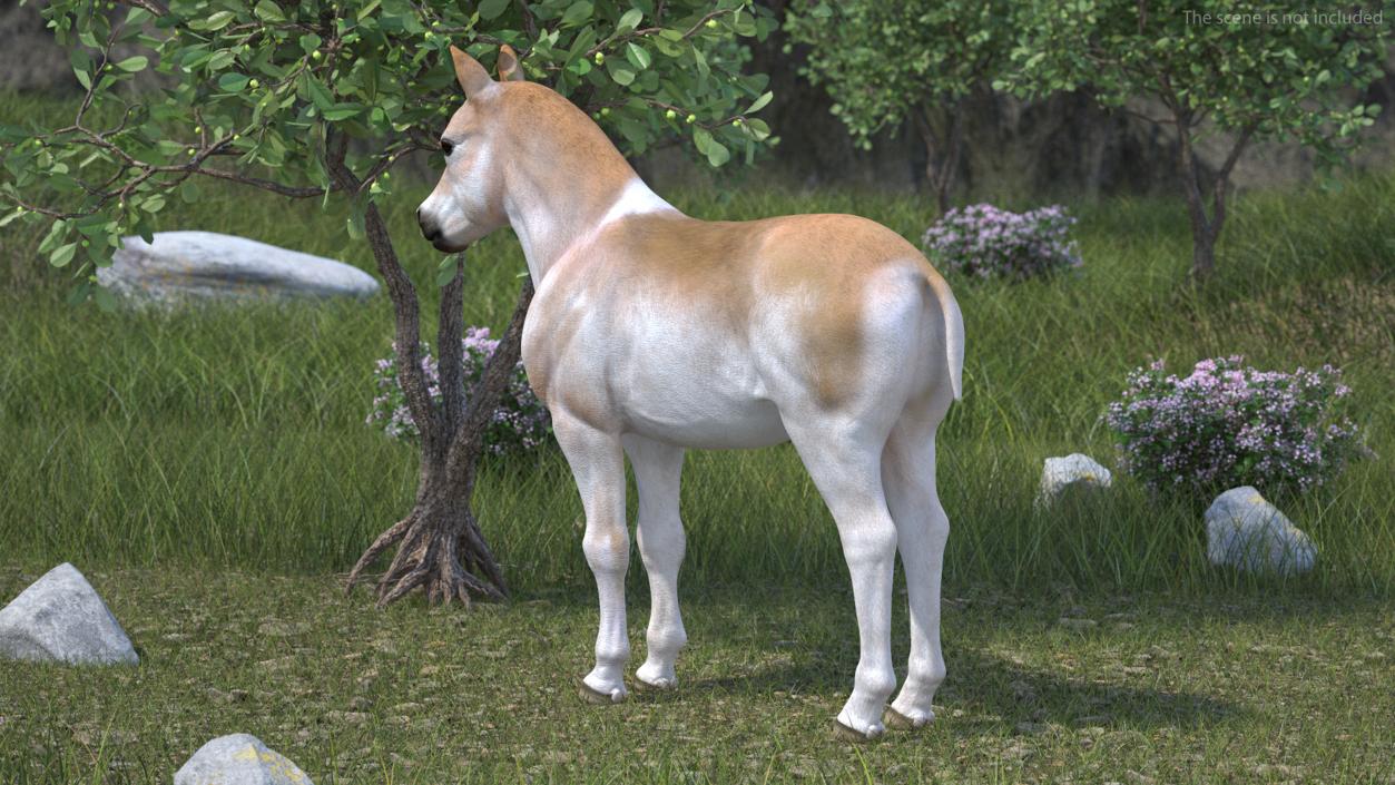 Realistic Shetland Pony Rigged for Maya 3D model