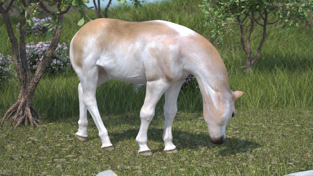 Realistic Shetland Pony Rigged for Maya 3D model