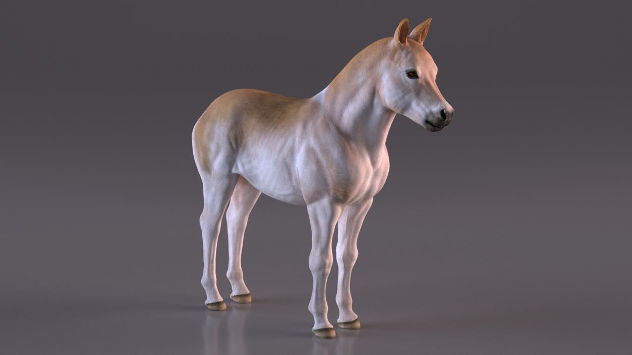 Realistic Shetland Pony Rigged for Maya 3D model