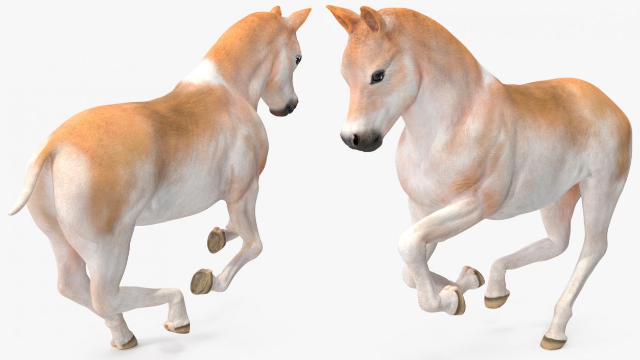 Realistic Shetland Pony Rigged for Maya 3D model