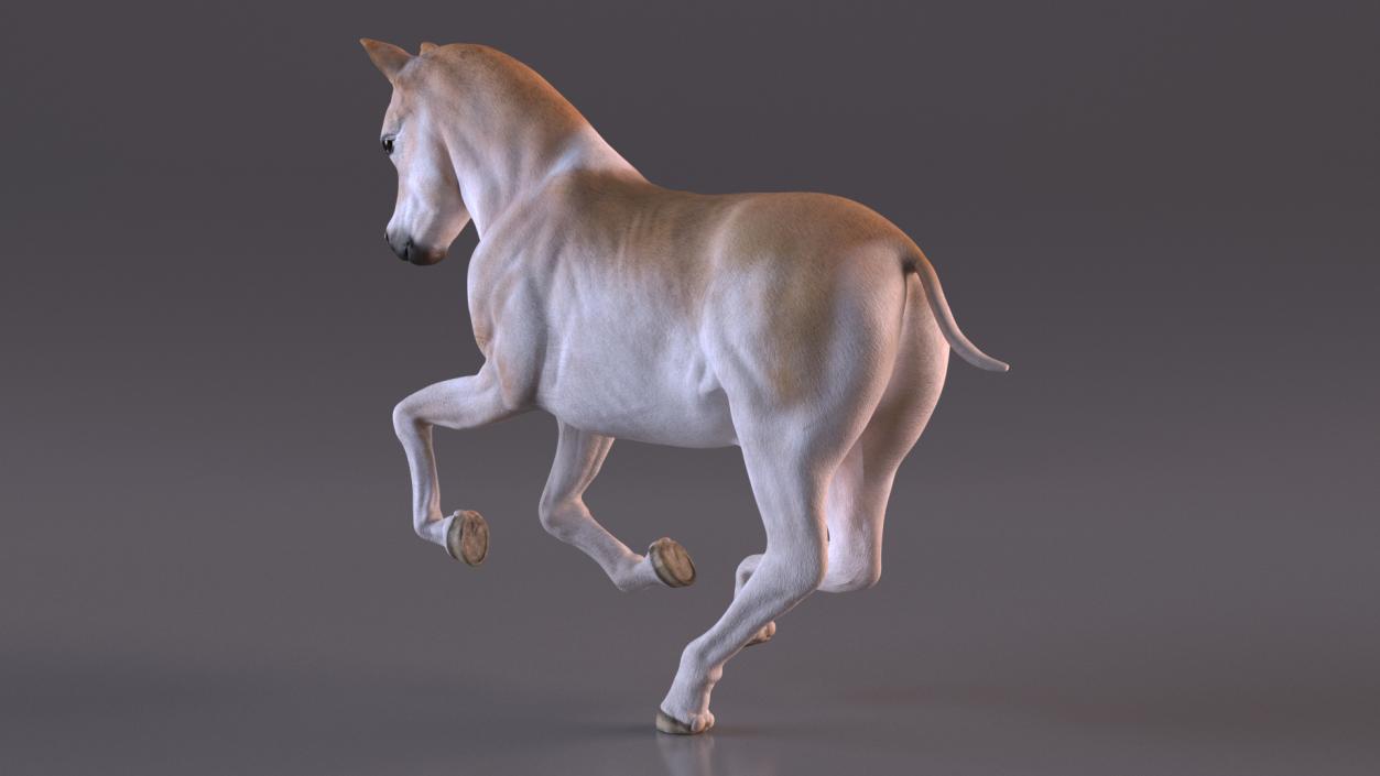 Realistic Shetland Pony Rigged for Maya 3D model