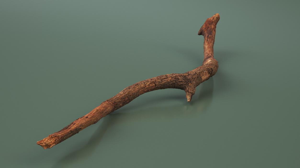 Fallen Dry Branch 3D