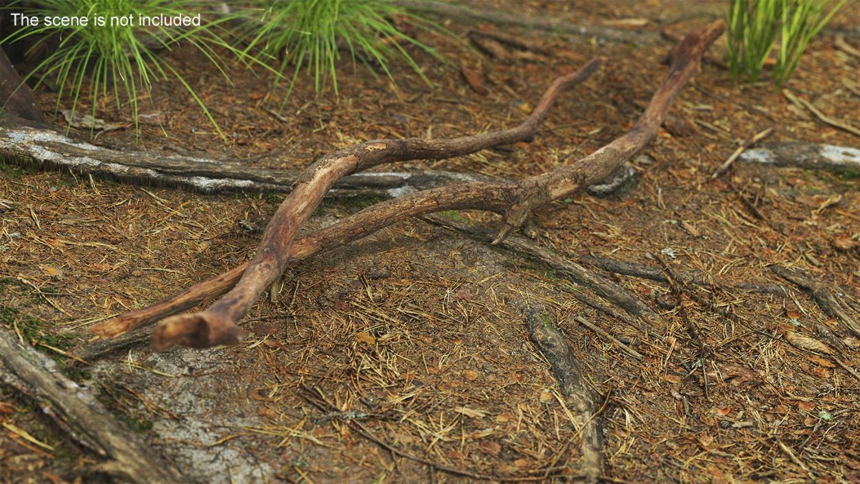 Fallen Dry Branch 3D