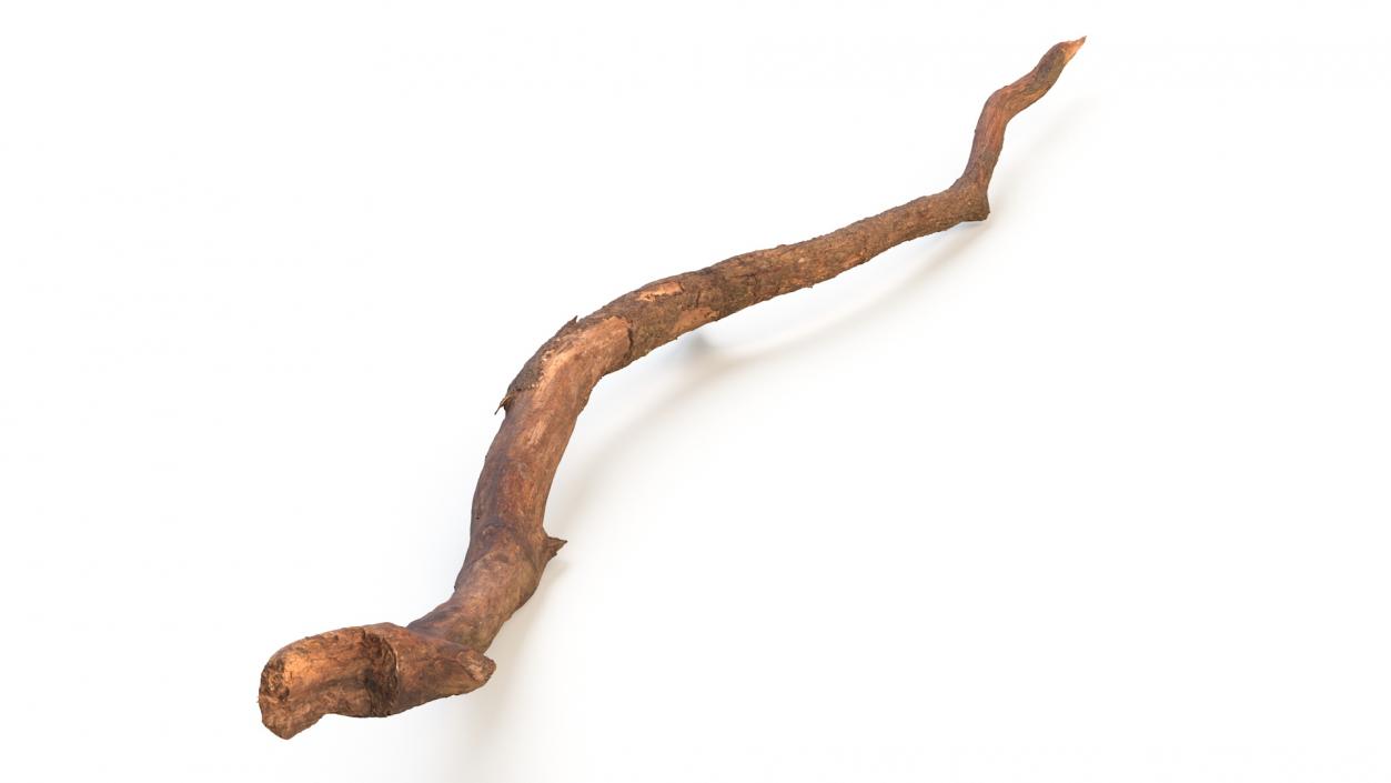 Fallen Dry Branch 3D