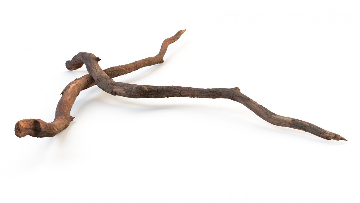 Fallen Dry Branch 3D