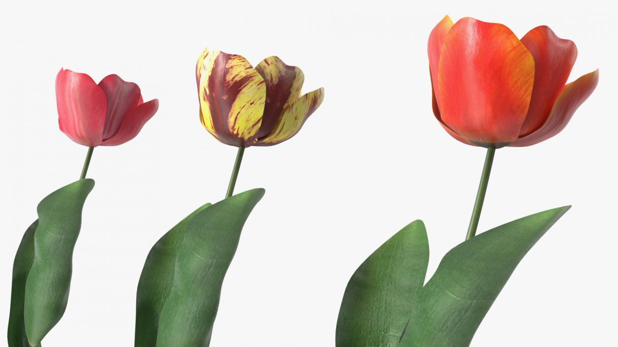 Three Colour Blooming Tulips Set 3D