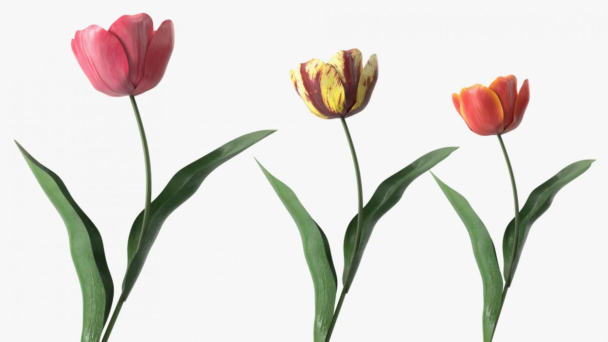 Three Colour Blooming Tulips Set 3D